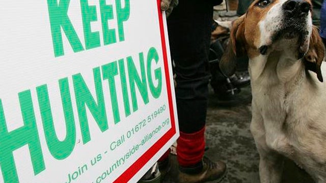 hunting-dog.jpg 