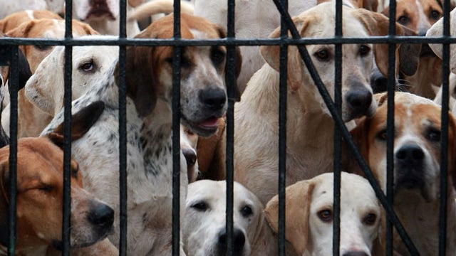 Hutning-dogs.jpg 