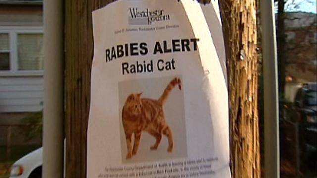 new-rochelle-rabies-warning.jpg 