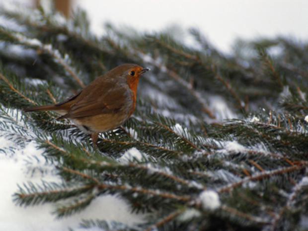 2/4/12 – Travel &amp; Outdoors – Top Winter Birdwatching - Robin on pine tree in snow 