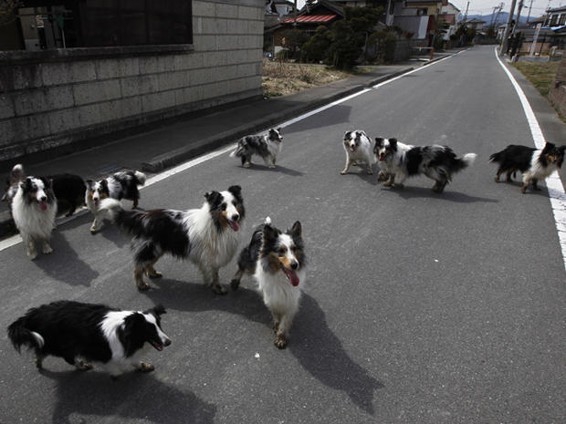 Dogs wonder around a town of Minami Soma 