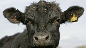 cow.jpg 