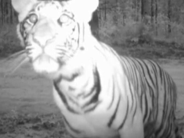 Hidden camera footage provided by the Wildlife Conservation Society shows tigers in their natural environment. 