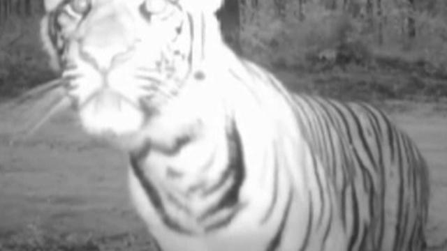 Hidden camera footage provided by the Wildlife Conservation Society shows tigers in their natural environment.   