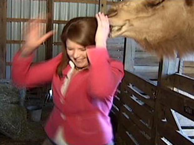 05-13-camel-eats-reporters-hair-on-live-tv.jpg 