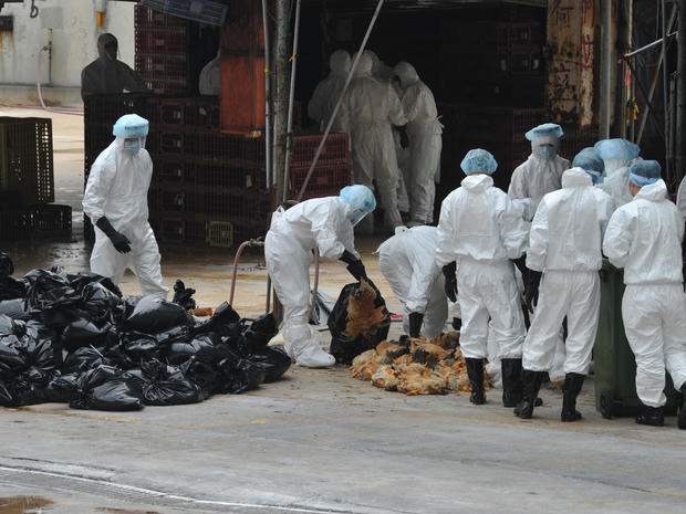 Workers place dead chickens into plastic bags 