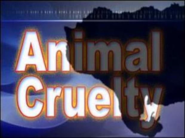 7_animal_cruelty.jpg 