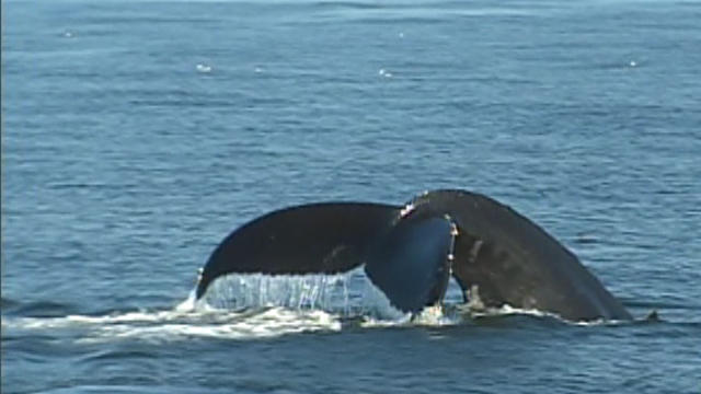 Fin of one of the gray whales spotted off Southern California this month 