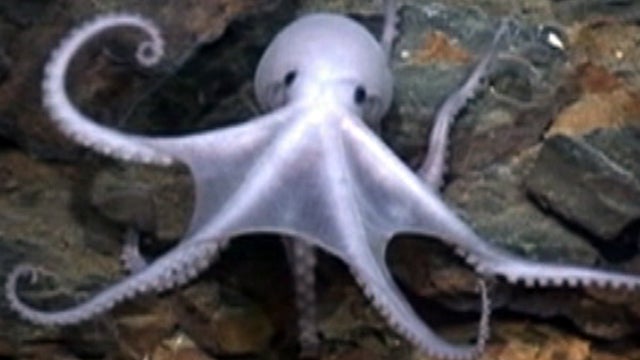 "Lost world" uncovered on ocean floor 