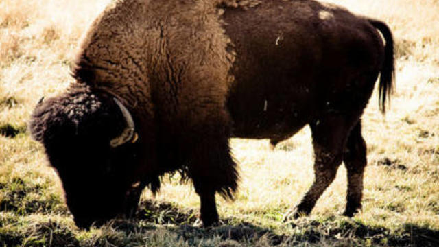 ggp-bison.jpg 