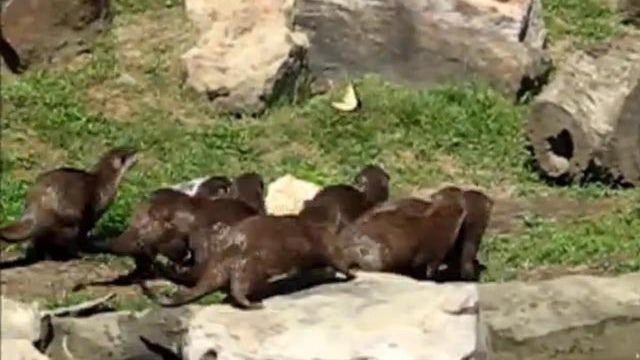 otters chase a butterfly 
