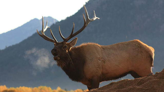 elk-in-rocky-mountain-national-park1.jpg 