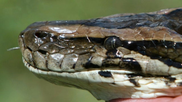 ctm_python_011812.jpg 