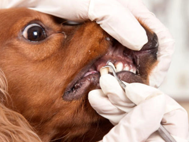 Five Vet Tips to Keep Your Dog Healthy 