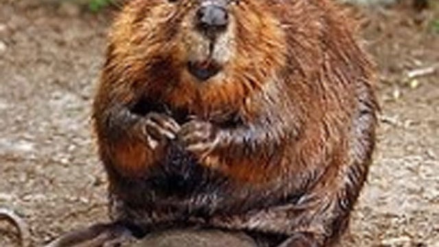north-american-beaver.jpg 