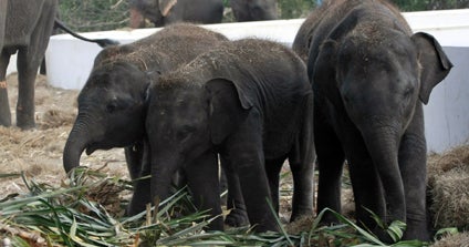 Thailand elephants poached for meat CBS News