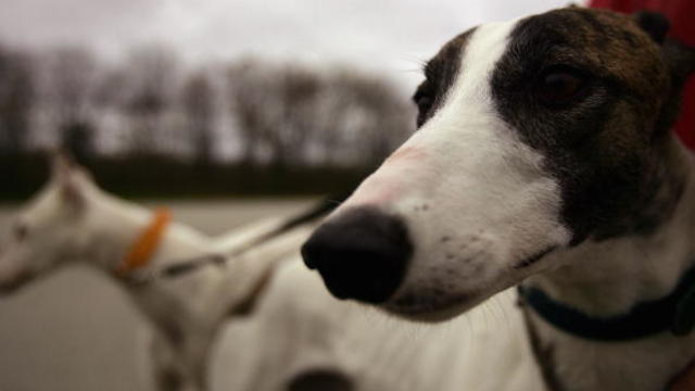 greyhound-track-racing_52777013.jpg 