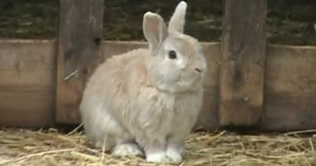 Swedish sheep-herding bunny becomes viral hit - CBS News