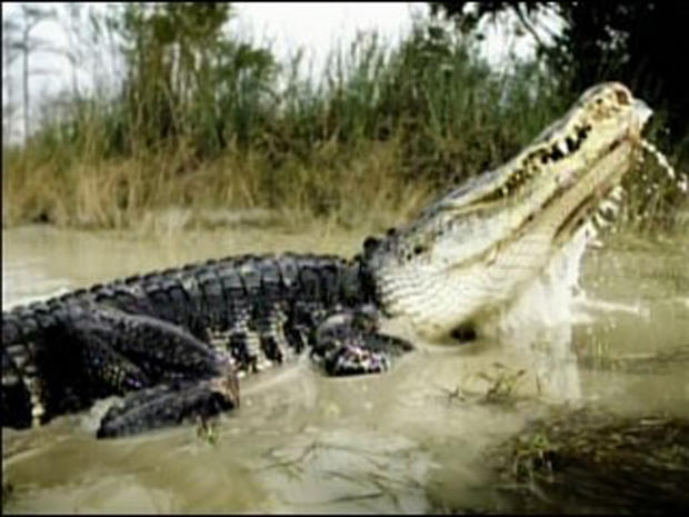 History Channel, "Swamp People" 