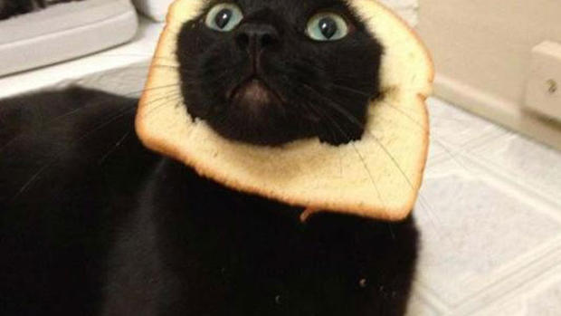 "Breading cats" is latest web photo fad 