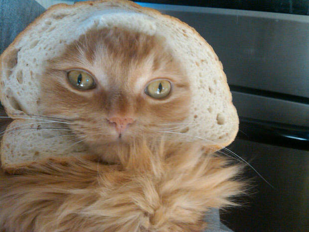 breading-cats-022.jpg 