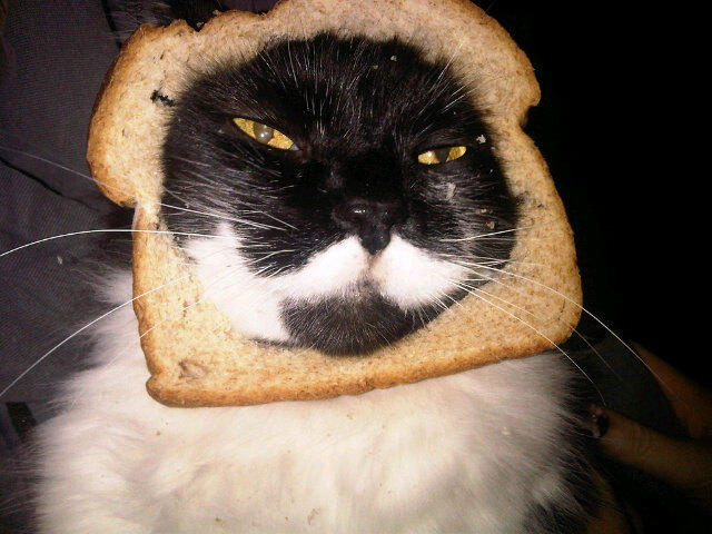 breaded cats