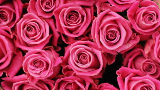 pink_roses_valentinesday_847355861.jpg 