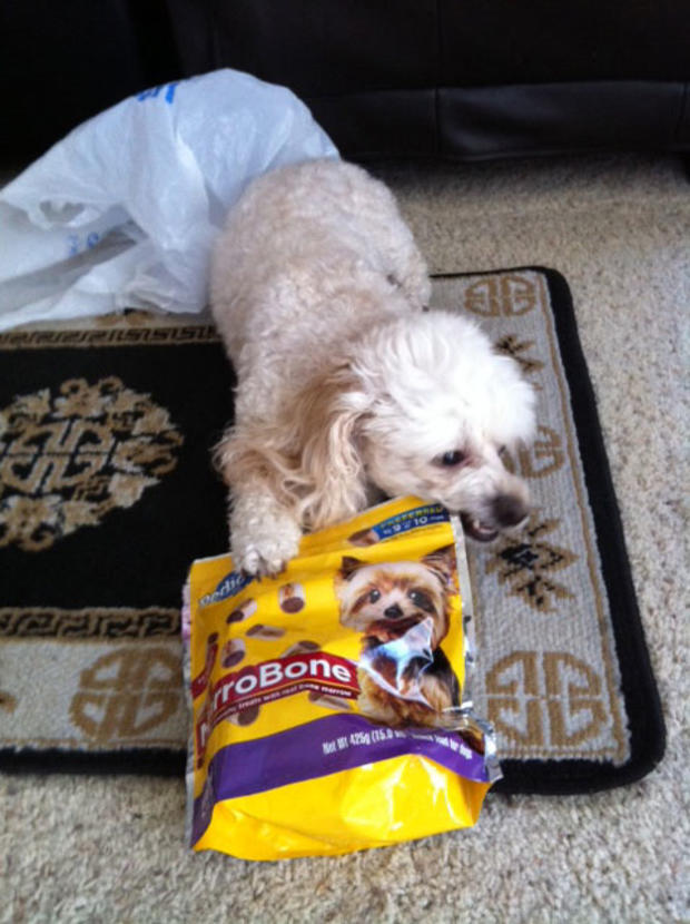 pepsi-lu-raided-the-grocery-bags-for-her-treats.jpg 