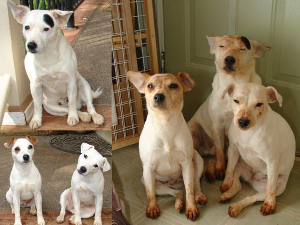 bubba-bella-and-banji-before-and-after-going-digging-for-mice.jpg 
