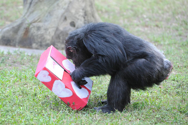 zoo-miami-valentines-day-1.jpg 