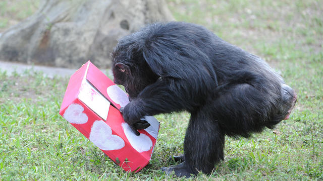 zoo-miami-valentines-day-1.jpg 