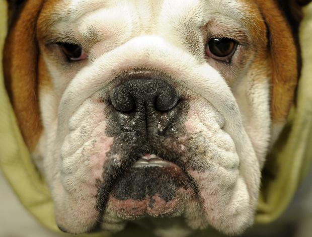 Bulldog during the 136th Westminster Kennel Club Annual Dog Show  