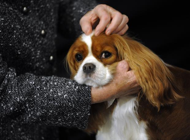 A Cavalier King Charles Spaniel  in the staging area  