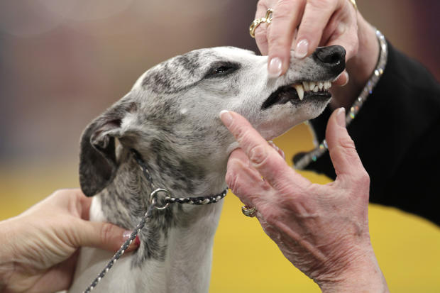 Westminster Kennel Club dog show 