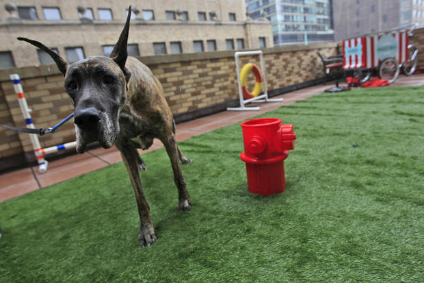 Jenna, a 4-year-old Great Dane from Japan takes advantage of the facilities   