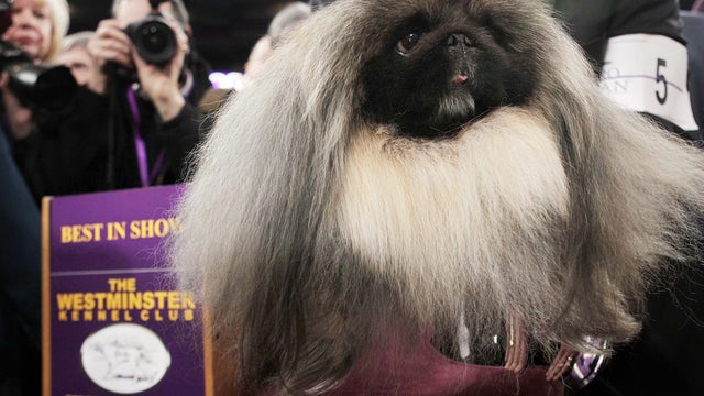 Malachy, a Pekingese, sits in the trophy after being named best in show 