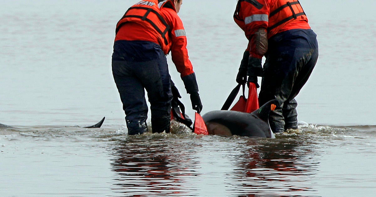 Mysterious Dolphin Beachings Persist On Cape Cod - CBS News