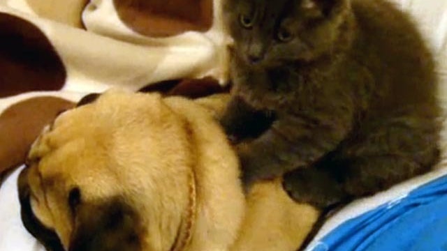 cat gives dog massage 