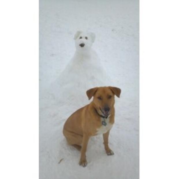 sammy_the_snow_dog1.jpg 