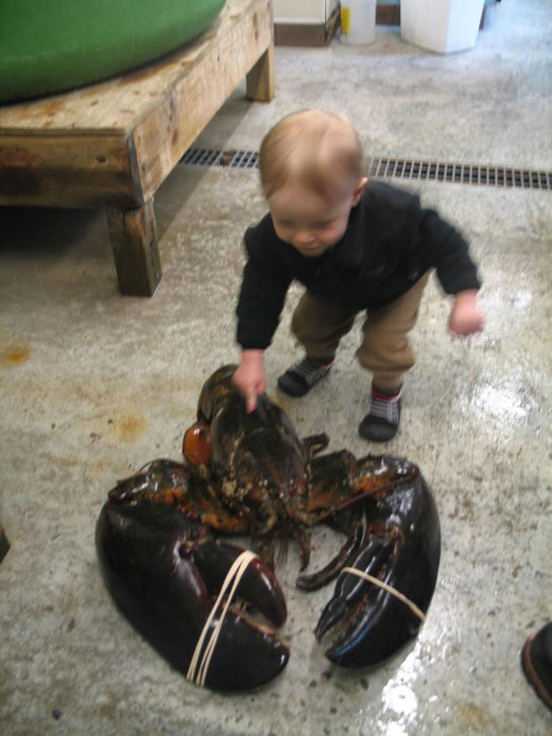 Baby with Lobster 