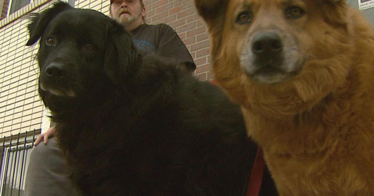 Man Calls Police For Help, Arrested For Not Having Dog License - CBS Colorado