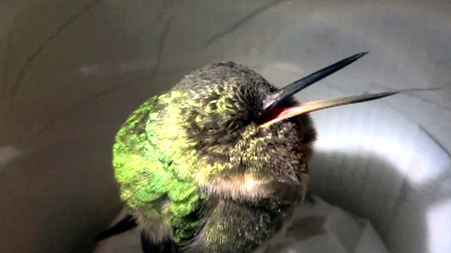 Snoring_Hummingbird_copy.jpg 