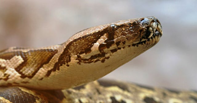 Snakes in suits: A classic corruption tale - CBS News