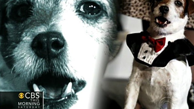 ctms_0225_dogs.jpg 