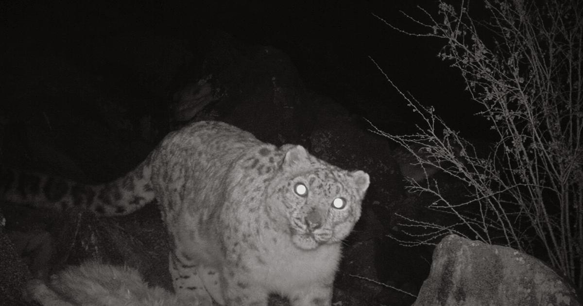 Rare snow leopards photgraphed by World Wildlife Fund - CBS News