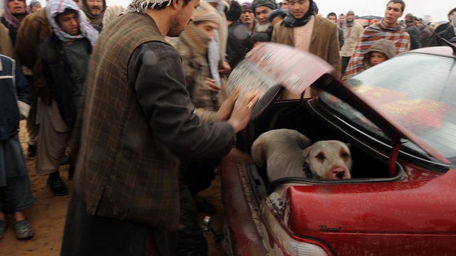An Afghan man puts his dog in the trunk of his car after a dogfighting session in Mazar-i-Sharif, Afghanistan, Jan. 13, 2012. Dogfighting, which was outlawed under Taliban rule, is now legal in the war-torn country with thousands of spectators gathering e 