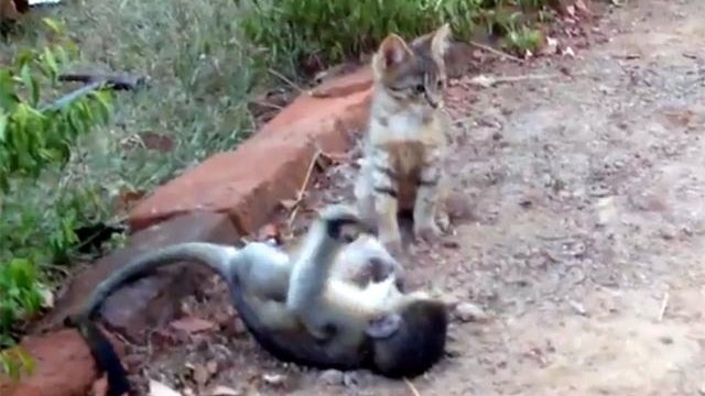 baby monkey vs kitten 