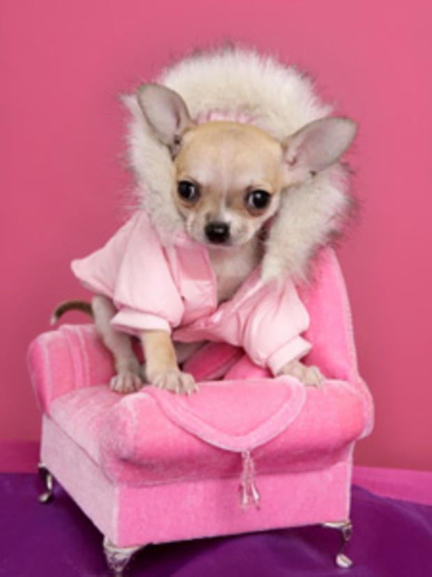 dog pink chihuahua 