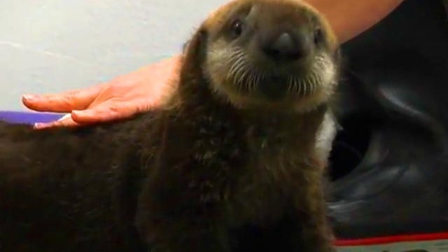 sea otter gets groomed 