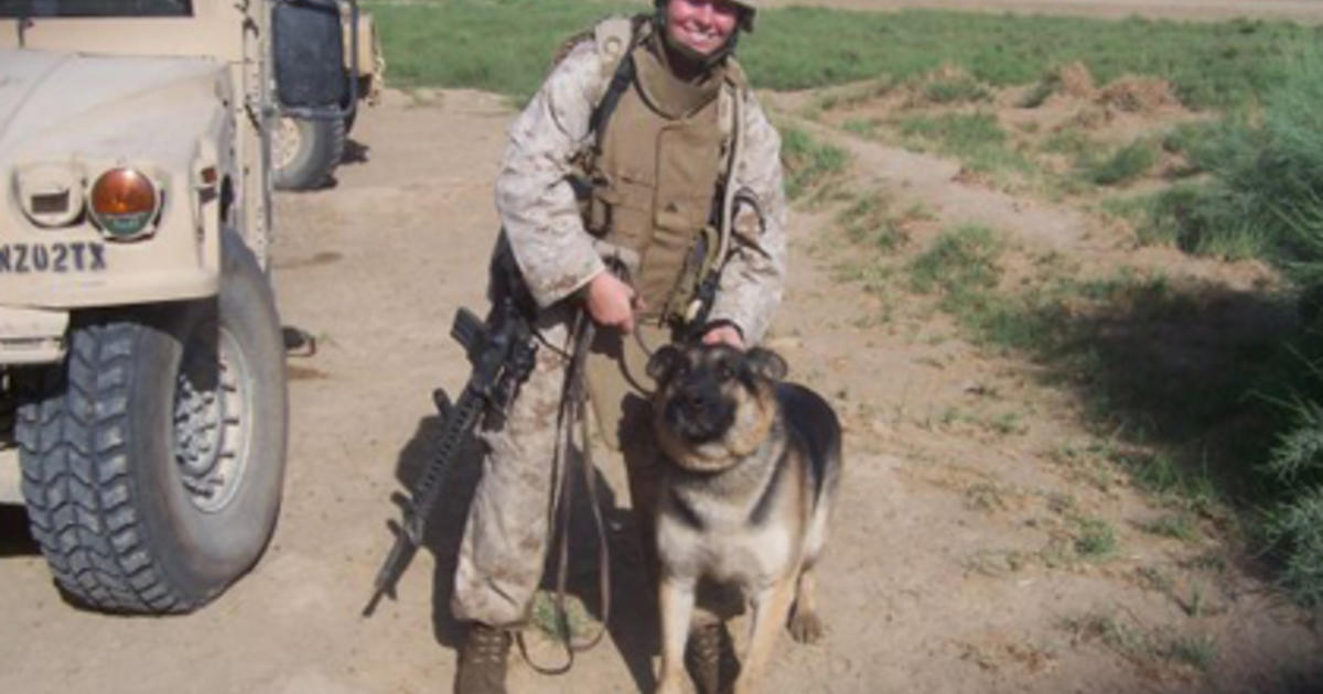 
    Beloved Bomb-Sniffing Dog Who Retired To Live With Marine Handler Dies - CBS New York
